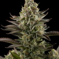 White Widow Seeds image