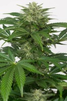 CBD Haze Seeds image