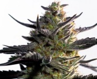 Blueberry OG Seeds image