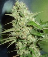 Jack Herer Seeds image