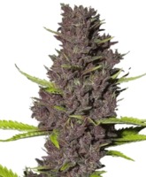 Blue Dream Seeds image