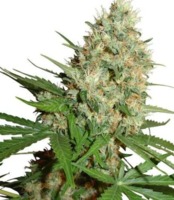 Trainwreck Seeds image