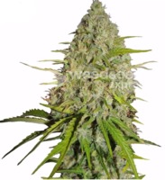 Gorilla Glue image