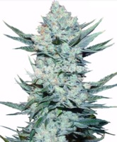 Girl Scout Cookies image