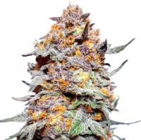 Granddaddy Purple image