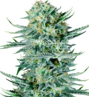 Blue Dream image