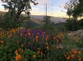 Golden State Canna - Bay Area photo