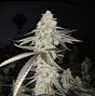 Billo Premium Cannabis photo