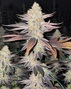 Billo Premium Cannabis photo