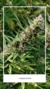 Oso Cannabis - Roswell photo