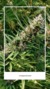 Oso Cannabis - Portales photo