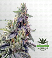 Shishkaberry Feminized Marijuana Seeds image