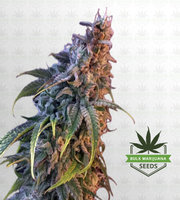 Nuken Feminized Marijuana Seeds image