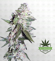Mazar Autoflower Marijuana Seeds image