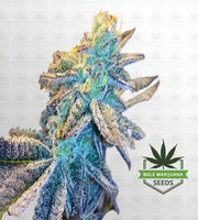 Sugar Shack Autoflower Marijuana Seeds image