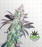 Stardawg Feminized Marijuana Seeds image