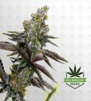 LSD Autoflower Marijuana Seeds image