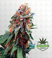 Tangerine Dream Autoflower Marijuana Seeds image
