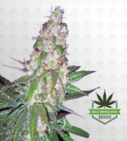 Sour Diesel Autoflower Marijuana Seeds image