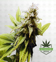 Mochalope Feminized Marijuana Seeds image