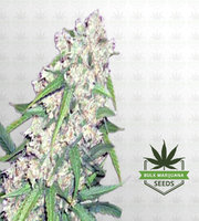 Super Silver Haze Autoflower Marijuana Seeds image