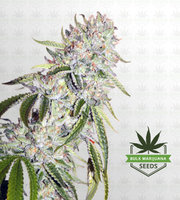 White Fire OG Fast Version Marijuana Seeds image