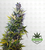 Lemon Haze Autoflower Marijuana Seeds image