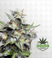 Hawaiian Skunk Feminized Marijuana Seeds image