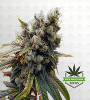 Tractor Beam Fast Version Marijuana Seeds image