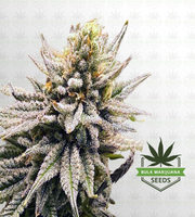 Skunk Berry Feminized Marijuana Seeds image