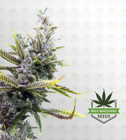 Magnum Autoflower Marijuana Seeds image