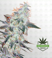StarGazer Fast Version Marijuana Seeds image