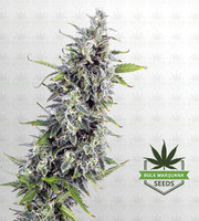 OG Kush Autoflower Marijuana Seeds image