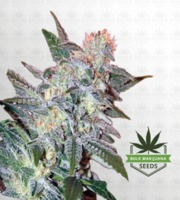 Yumbolt Feminized Marijuana Seeds image