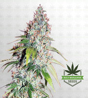 Master Kush Feminized Marijuana Seeds image