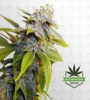 White Russian Fast Version Marijuana Seeds image