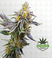 Strawberry Cheese Autoflower Marijuana Seeds image