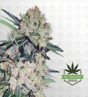 NYC Diesel Autoflower Marijuana Seeds image