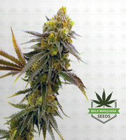Mandarine Autoflower Marijuana Seeds image