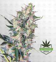 White Russian Feminized Marijuana Seeds image