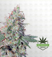 Outer Space Autoflower Marijuana Seeds image