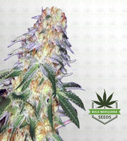 Monkey OG Feminized Marijuana Seeds image