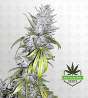Taskenti Feminized Marijuana Seeds image