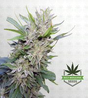 Sherbert #4 Feminized Marijuana Seeds image