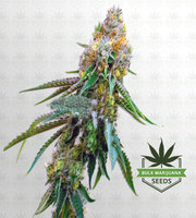 Siberian Snow Feminized Marijuana Seeds image