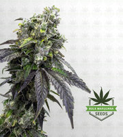Pure Haze Feminized Marijuana Seeds image