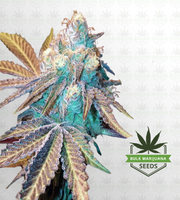 Phantom Cookies Feminized Marijuana Seeds image