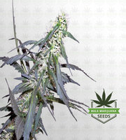 Maui Sunset Feminized Marijuana Seeds image