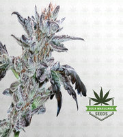 Meat Breath Autoflower Marijuana Seeds image
