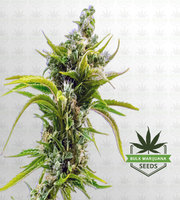 Skunk Diesel Feminized Marijuana Seeds image